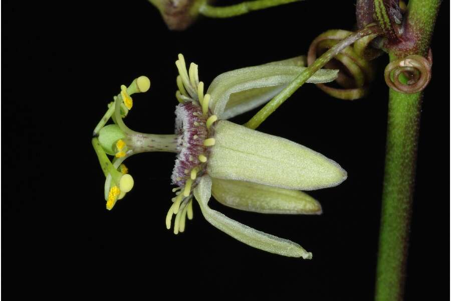 Imagem de Passiflora pallida L.