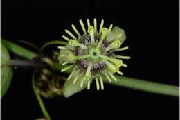 Imagem de Passiflora pallida L.