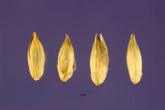 صورة Panicum paludosum Roxb.