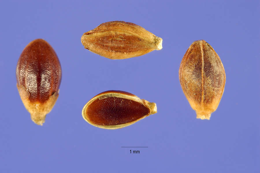 Imagem de Paspalum plicatulum Michx.