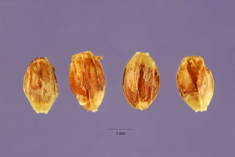 Imagem de Brachiaria platyphylla (Munro ex C. Wright) Nash