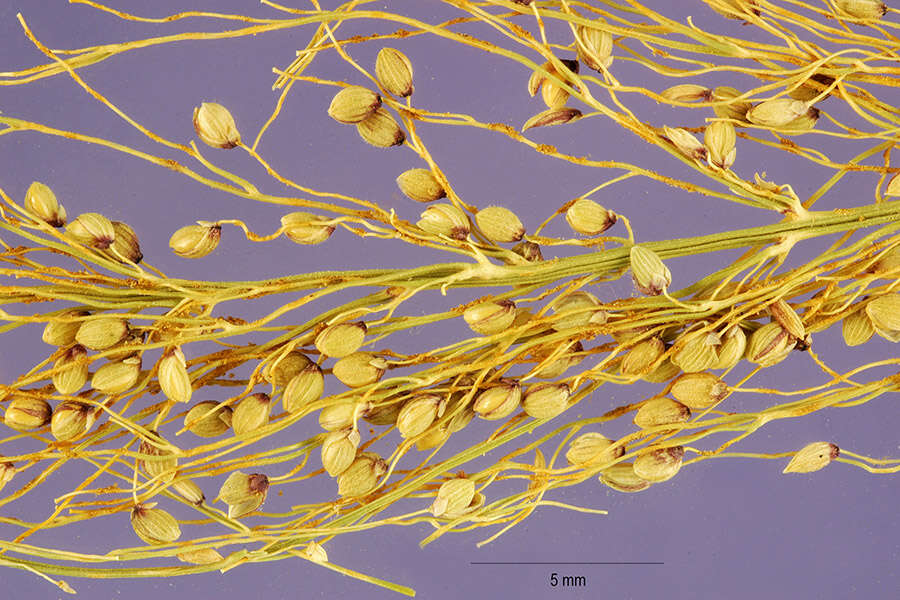 Imagem de Panicum polyanthes Schult.