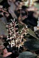 Image of Allegheny-spurge