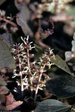 Image of Allegheny-spurge