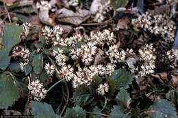 Image of Allegheny-spurge