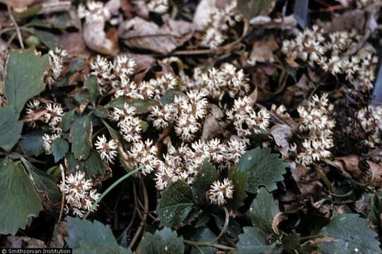 Image of Allegheny-spurge