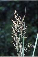 Image of Red-Top Cut-Throat Grass