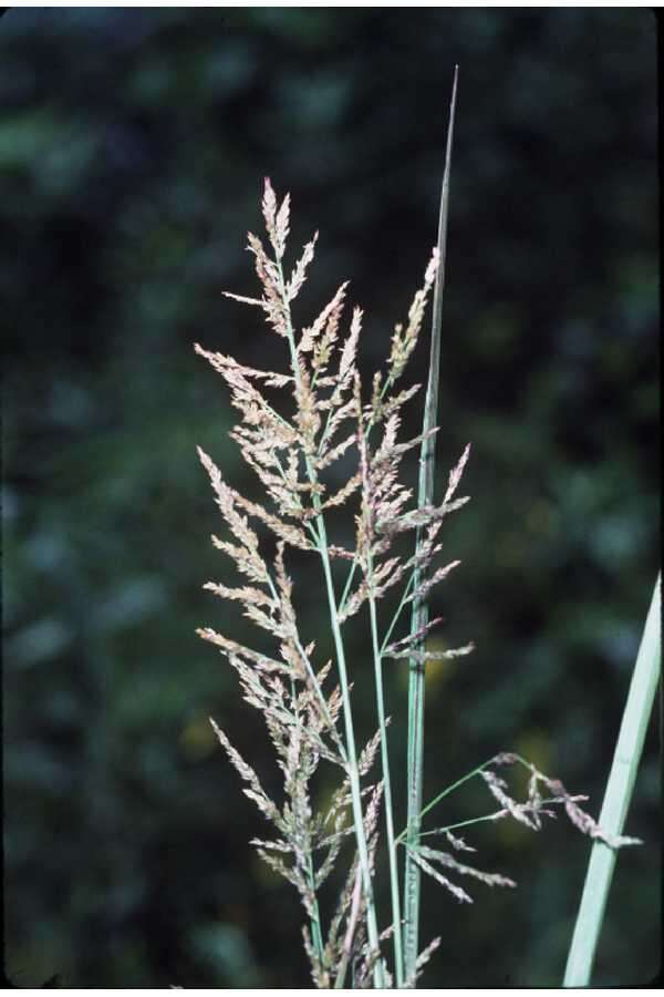 Слика од Coleataenia rigidula (Bosc ex Nees) Le Blond