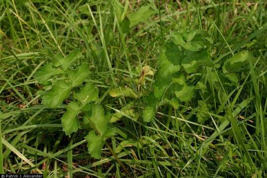 Image of wild parsnip