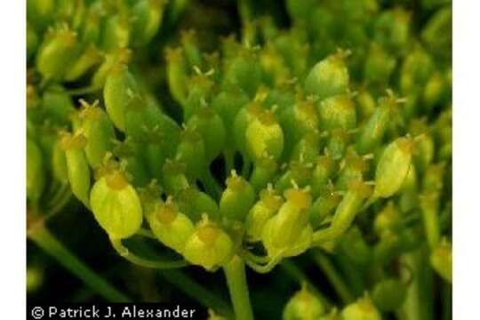 Image of wild parsnip