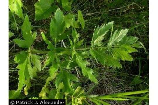 Image of wild parsnip