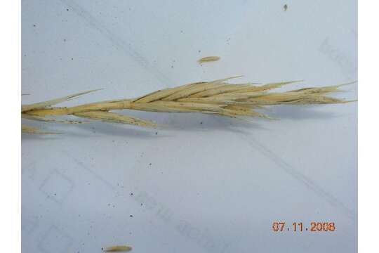 Elymus smithii (Rydb.) Gould的圖片