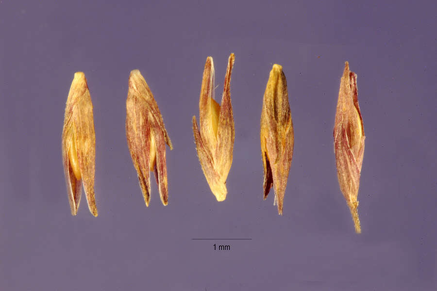 Image of Stipitate Cut-Throat Grass