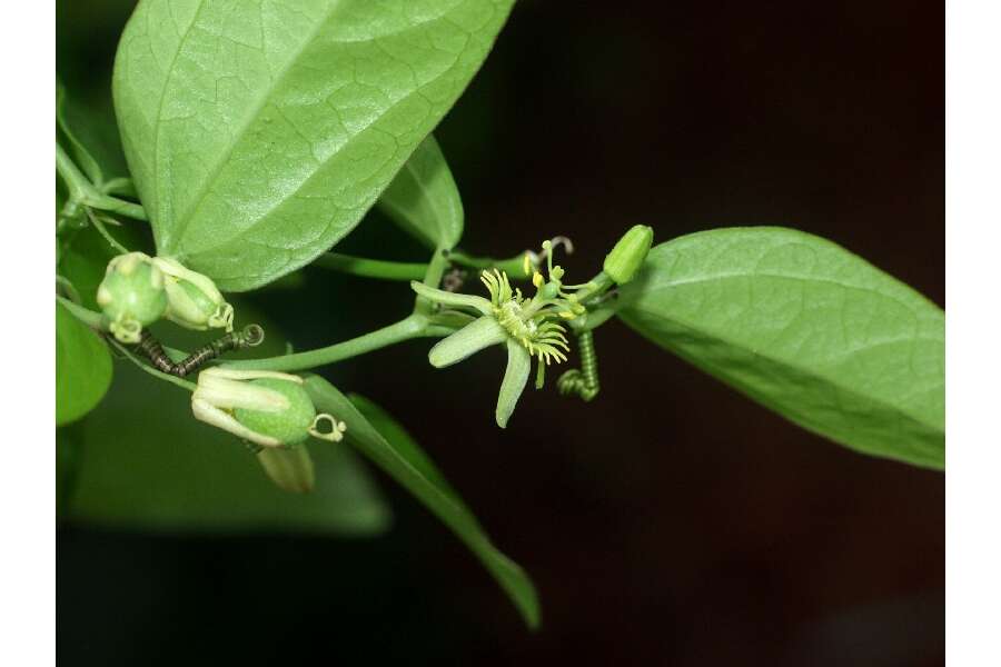 Imagem de Passiflora pallida L.