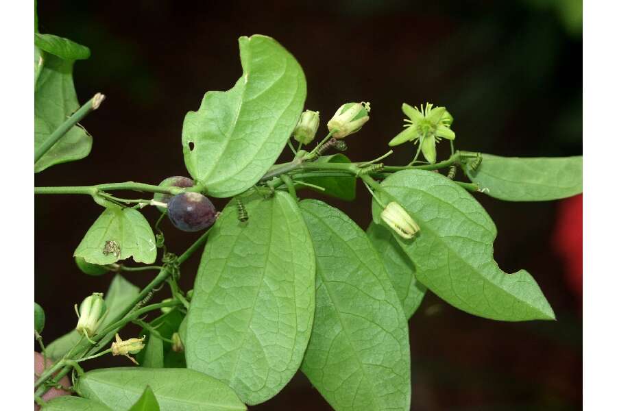 Imagem de Passiflora pallida L.