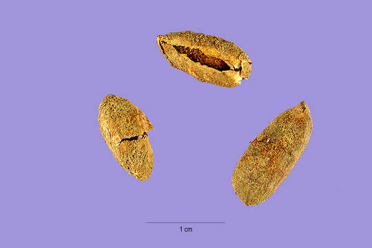 Слика од Arachis glabrata var. hagenbeckii (Kuntze) F. J. Herm.