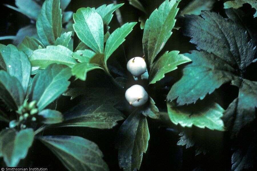 Image de Pachysandra terminalis Siebold & Zucc.