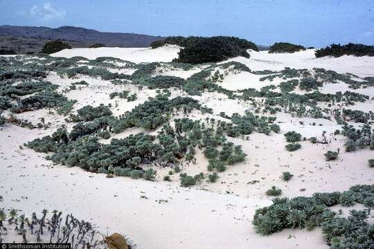 Image of Bay Lavender