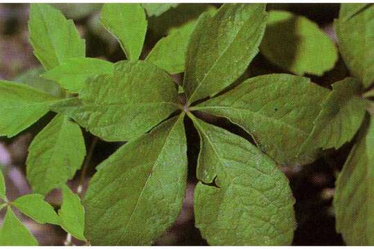 Image of Thicket-Creeper