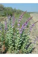 Image of sharpleaf penstemon