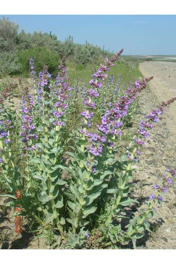 Image of sharpleaf penstemon