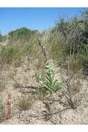 Image of sharpleaf penstemon