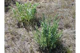 Image of sharpleaf penstemon