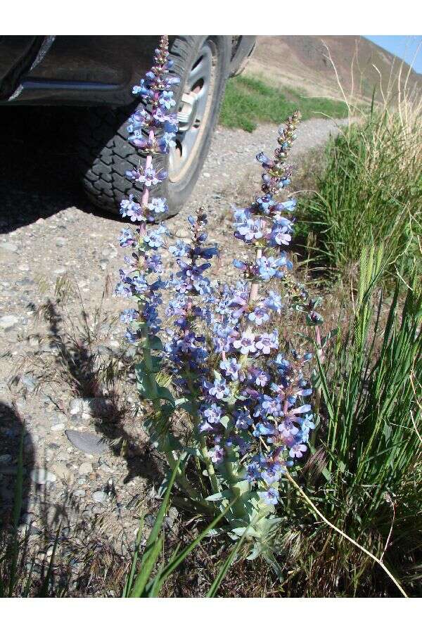 Image of sharpleaf penstemon