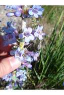 Image of sharpleaf penstemon