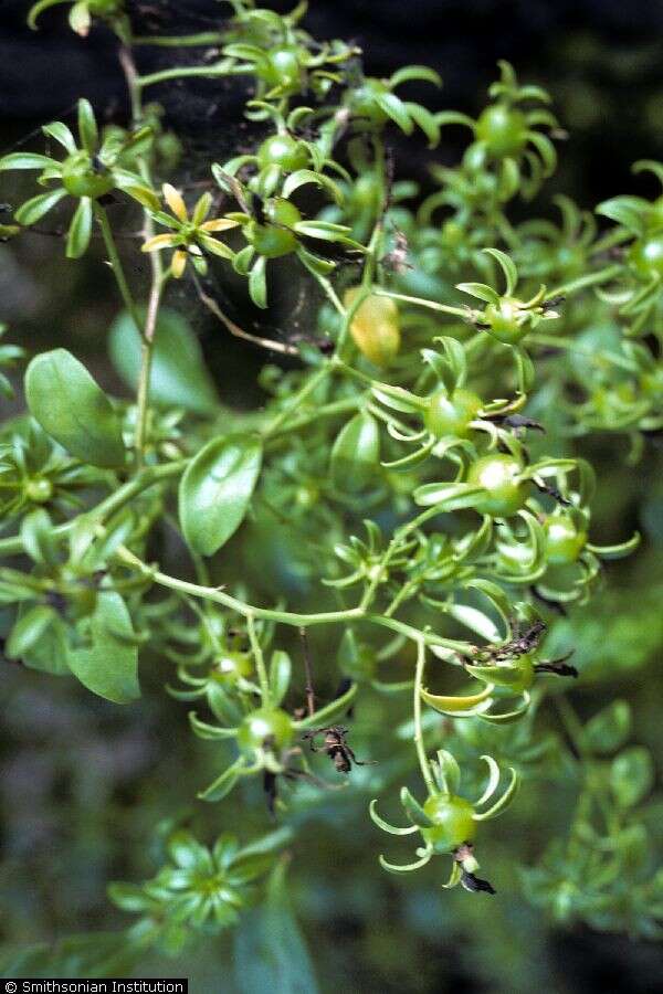 Image of Barbados shrub