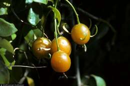 Image of Barbados shrub