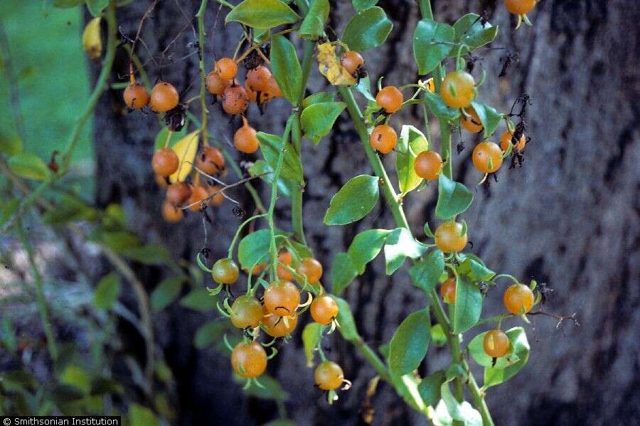 Image of Barbados shrub