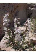 Image of white penstemon