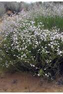 Image of pink plains penstemon