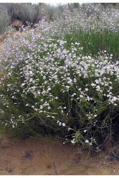 Image of pink plains penstemon