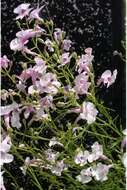 Image of pink plains penstemon