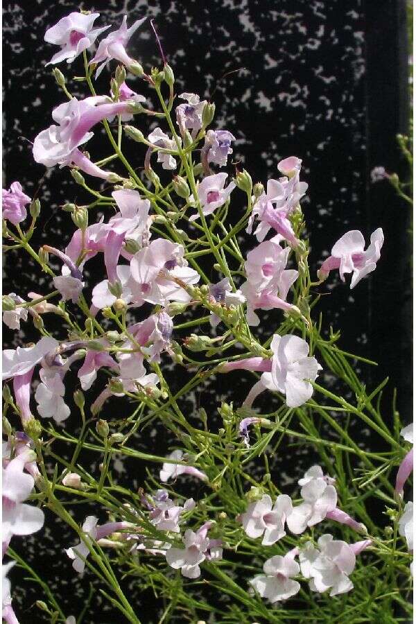 Image of pink plains penstemon