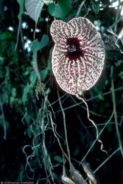 Image of pelicanflower