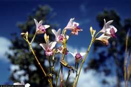 Image of Bamboo orchid