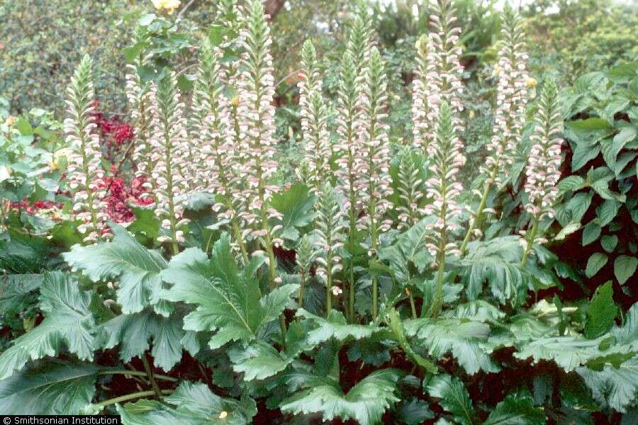 Image of acanthus