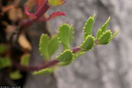 Image of Baccharis-Leaf Beardtongue