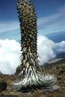 Image of silversword