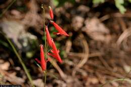 Image of beardlip penstemon