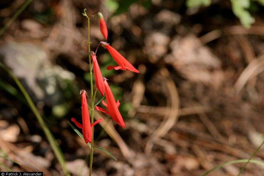 Image of beardlip penstemon