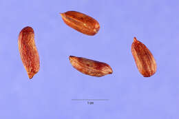 Слика од Arachis glabrata var. hagenbeckii (Kuntze) F. J. Herm.