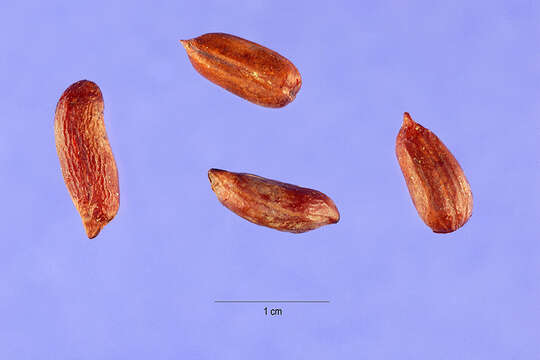 Image of rhizoma peanut