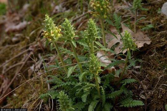 Imagem de Pedicularis canadensis L.