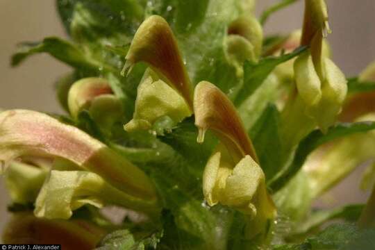 Imagem de Pedicularis canadensis L.