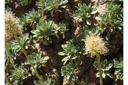 Image of mat rockspirea