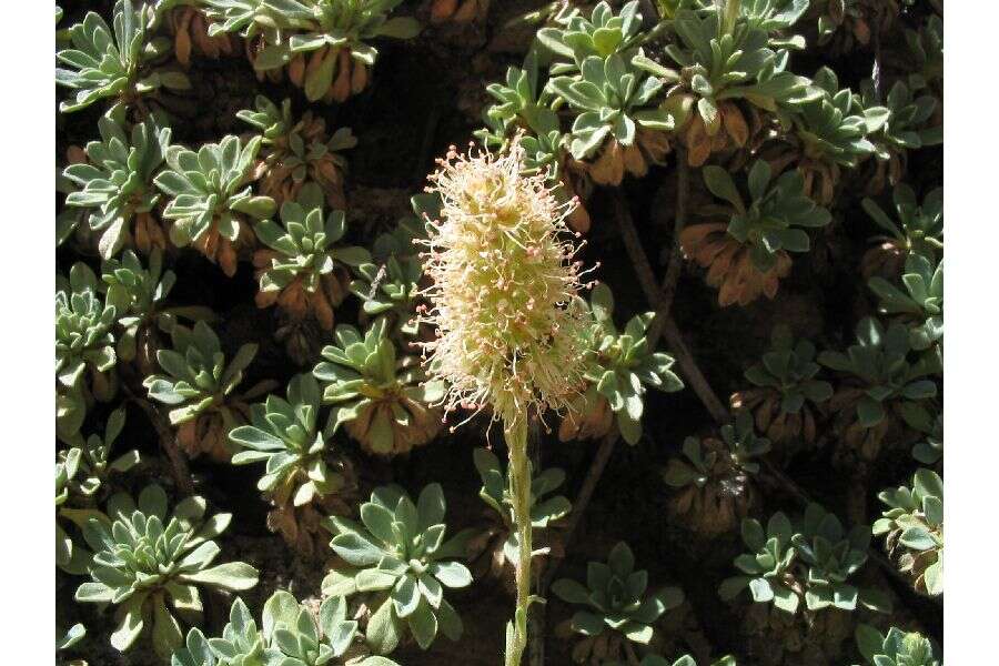 Image of mat rockspirea